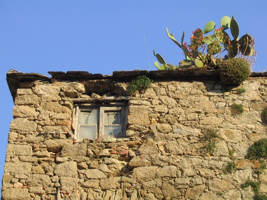 Kaktuser på hustag i Calvi